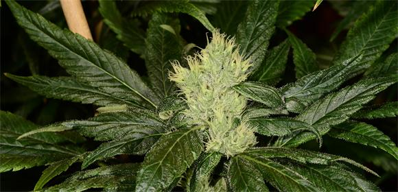 Black Ice Marijuana Strain