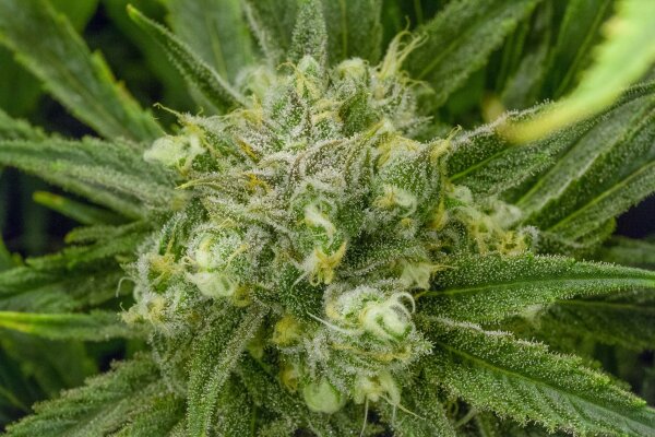 Blue Dream Marijuana Strain