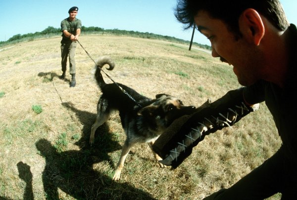 Drug-detecting dogs currently looking for work