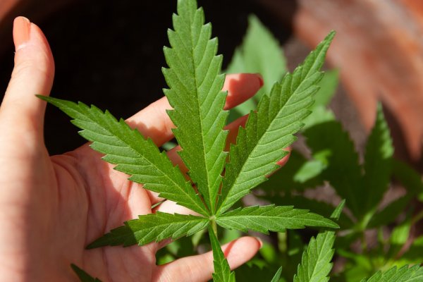 Restrictive Texas medical marijuana laws proposed to become more lax