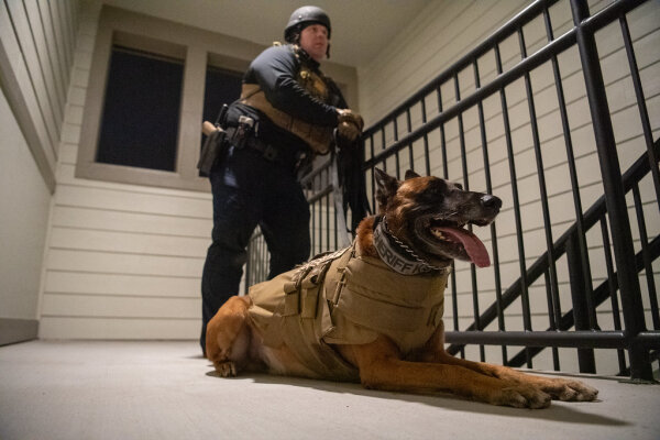 Police K9s forced on unemployment for expertise in marijuana searches