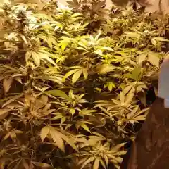 24K - 24k Gold - Kosher Tangie mairjuana
