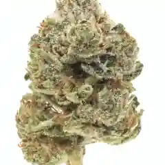 303 OG - 303 OG Kush - 303 Kush mairjuana