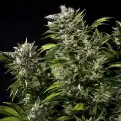 3X Crazy - Opptimus Prime - 3 Times Crazy mairjuana