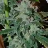 707 Headband mairjuana