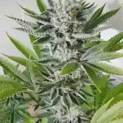 '98 Aloha White Widow - Da Widz mairjuana