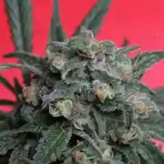 A-Train mairjuana