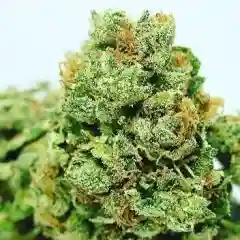 Abusive OG Kush mairjuana