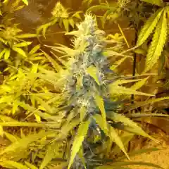 Acapulco Gold mairjuana