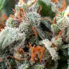 ACDC Marijuana Strain