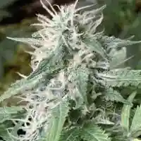 Afghan Big Bud - Big Bud Afgoo mairjuana