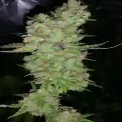 Afghan Diesel mairjuana