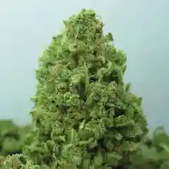 Afgoo - Afghan Goo - Afgooey marijuana