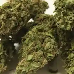 Afgoo - Afghan Goo - Afgooey marijuana