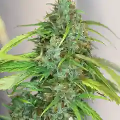 Afghan Haze mairjuana