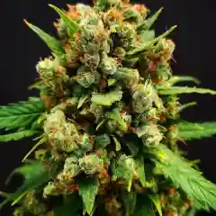 Afghan Skunk mairjuana