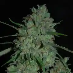 Afghan Skunk marijuana