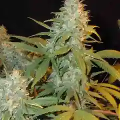 Afghanica marijuana
