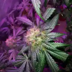 Agent Tangie mairjuana