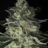 Airborne G13 Marijuana Strain