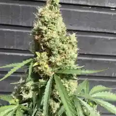 AK-420 mairjuana