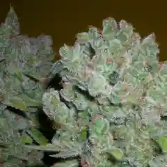 AK-47 marijuana