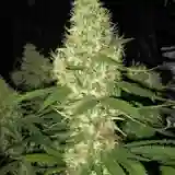 AK-48 mairjuana