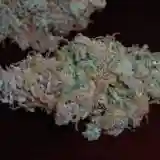 Alaskan Thunder Fuck mairjuana