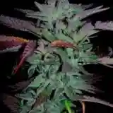 Albert Walker mairjuana