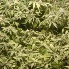 Alien Abduction Marijuana Strain