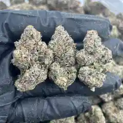 Alien Dawg mairjuana