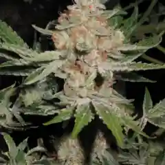 Alien OG Marijuana Strain