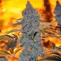 Alien Rift mairjuana