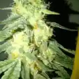 Alien Rock Candy mairjuana