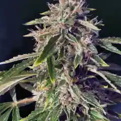 Alien Technology - Alien Tech mairjuana