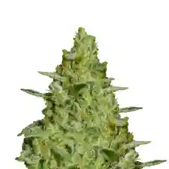 Allkush mairjuana