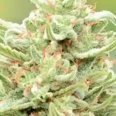 Aloha mairjuana