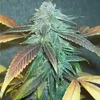 Alohaberry - Aloha Berry mairjuana