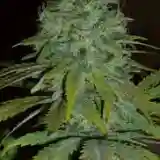 Ambrosia mairjuana