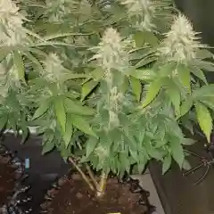 American Pie mairjuana