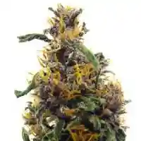 Amethyst mairjuana