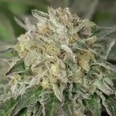 Amherst Sour Diesel mairjuana