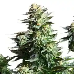 Amnesia Haze Marijuana Strain