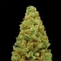Amnesia Lemon - Lemon Amnesia marijuana