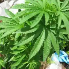 AMS - A.M.S mairjuana