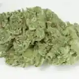 Ancient OG - Ancient Kush mairjuana