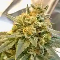 Anesthesia mairjuana