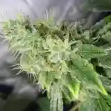 Anesthesia marijuana