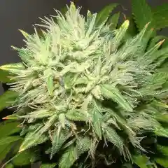Apollo 11 mairjuana