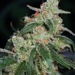 Apollo 13 mairjuana